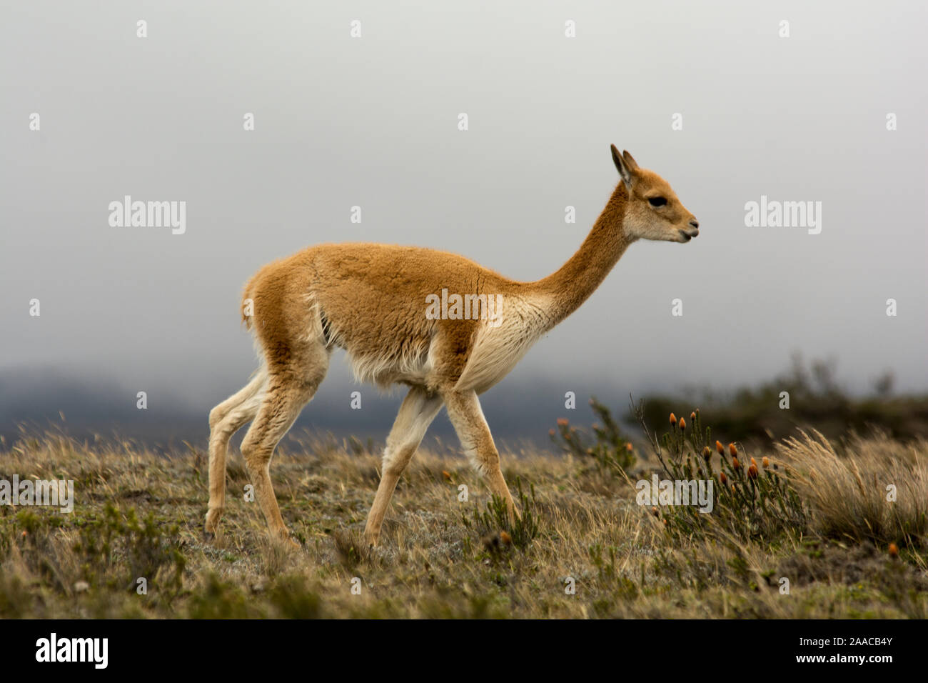 Vicuña grazing the sparse vegetation in the Chimborazo Reserve at 4300 ...