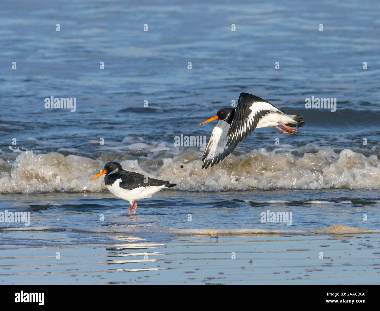 Oystercatchers Haematopus ostralegus in flight over the shoreline Norfolk Winter Stock Photo