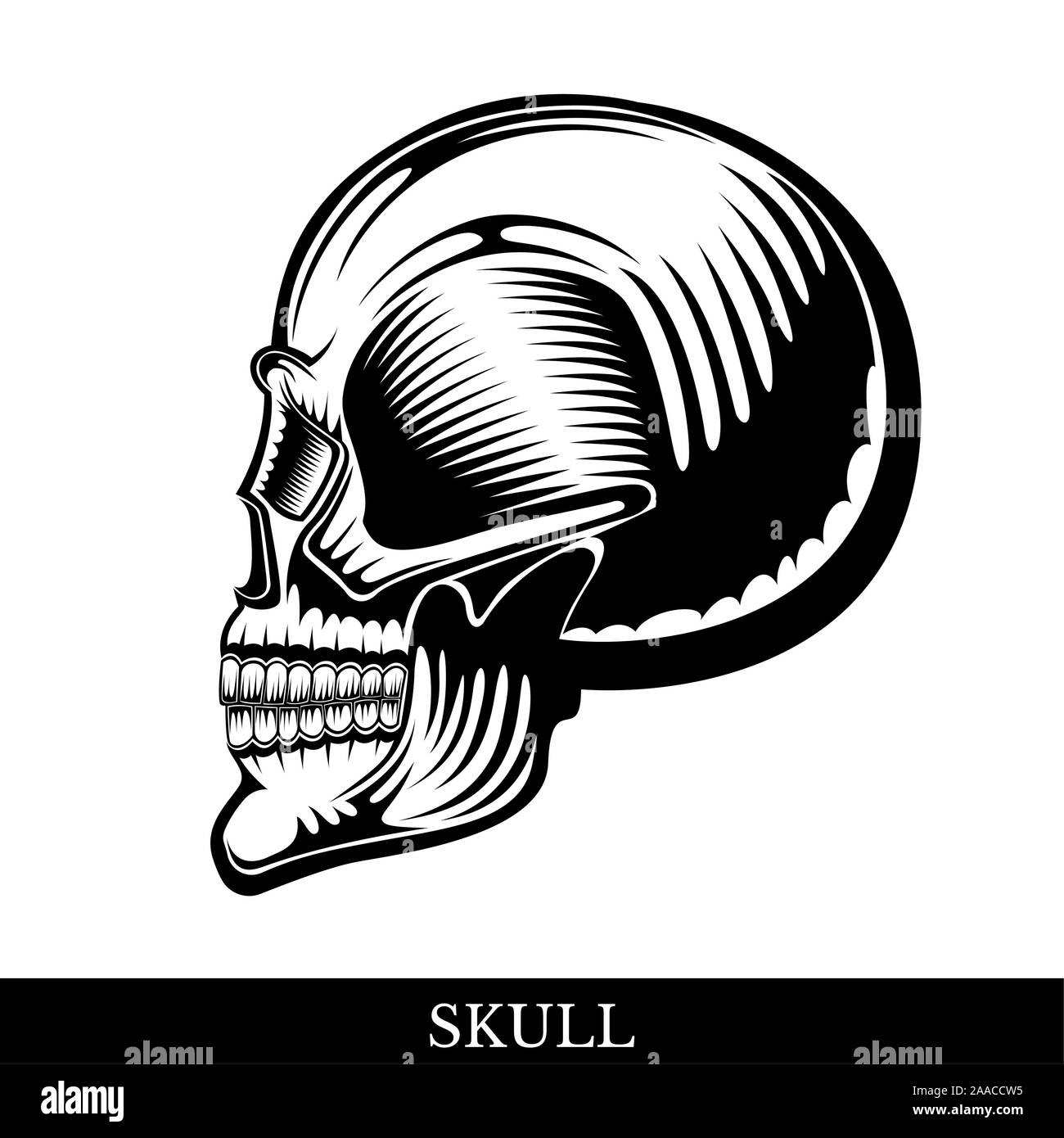 human skull profile
