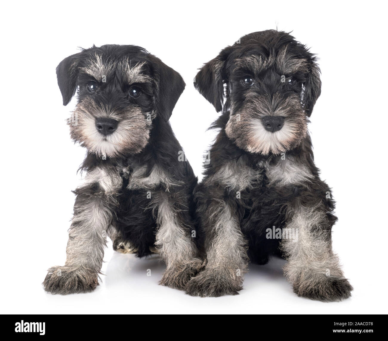 schnauzer rescue pets for homes miniature schnauzer
