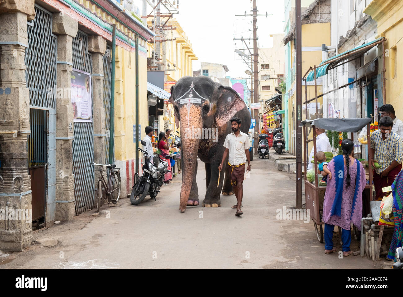 Mahout walking with elephant to  temple in Tiruchirappalli, Tamil Nadu, India. Stock Photo