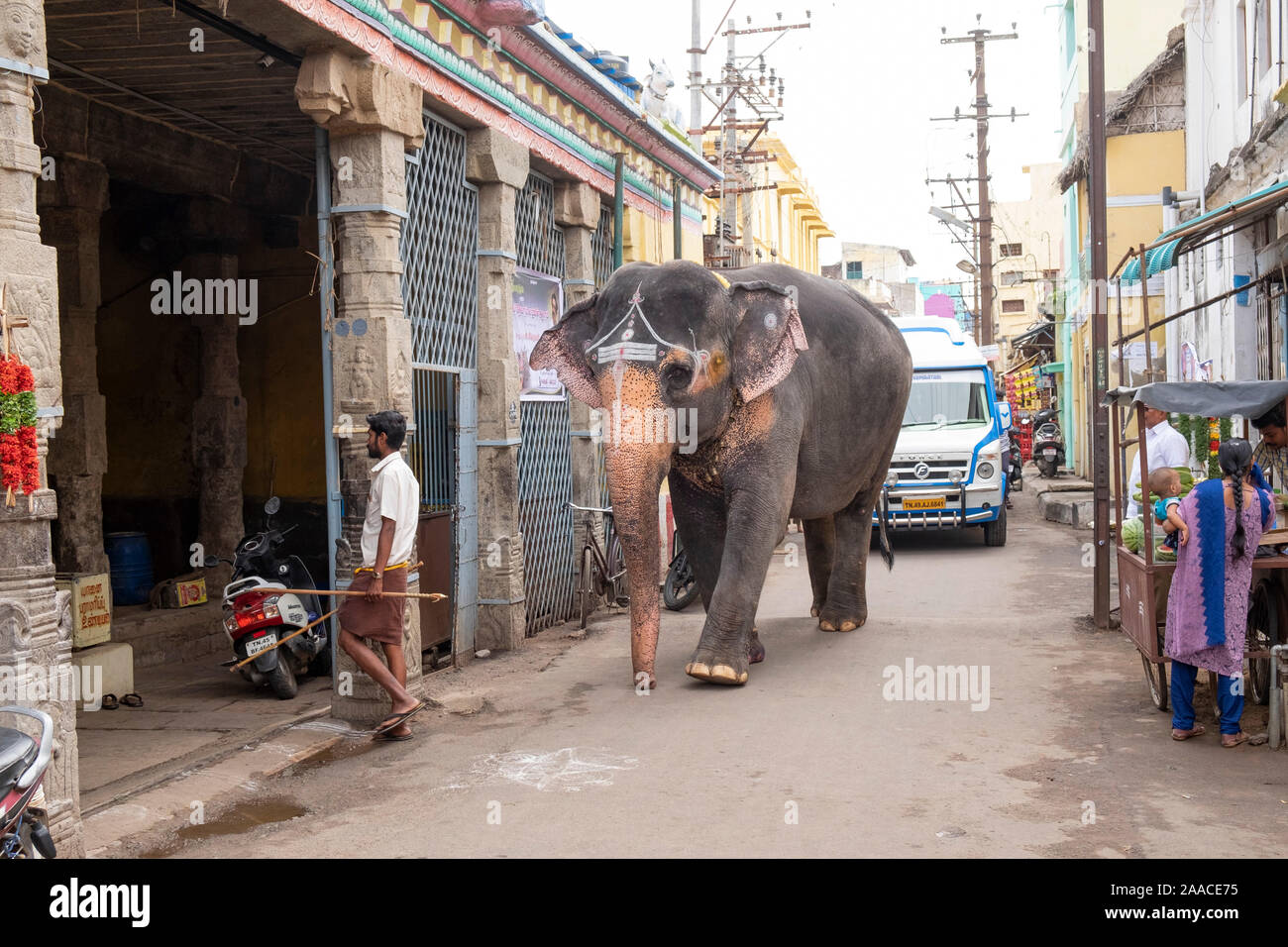 Mahout walking with elephant to  temple in Tiruchirappalli, Tamil Nadu, India. Stock Photo