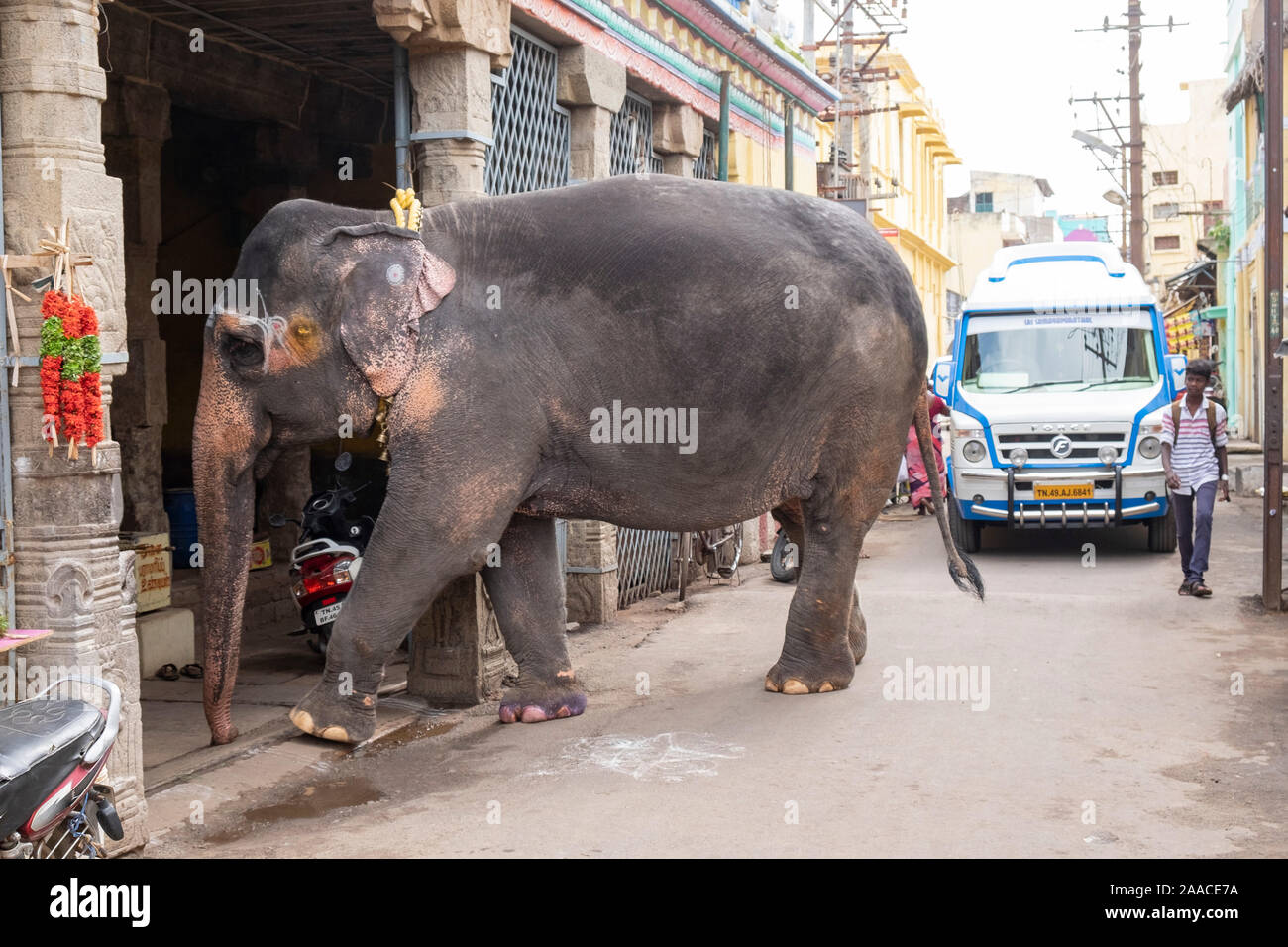 Elephant arriving in the early morning at the Rock Fort  Temple in Tiruchirappalli, Tamil Nadu, India. Stock Photo