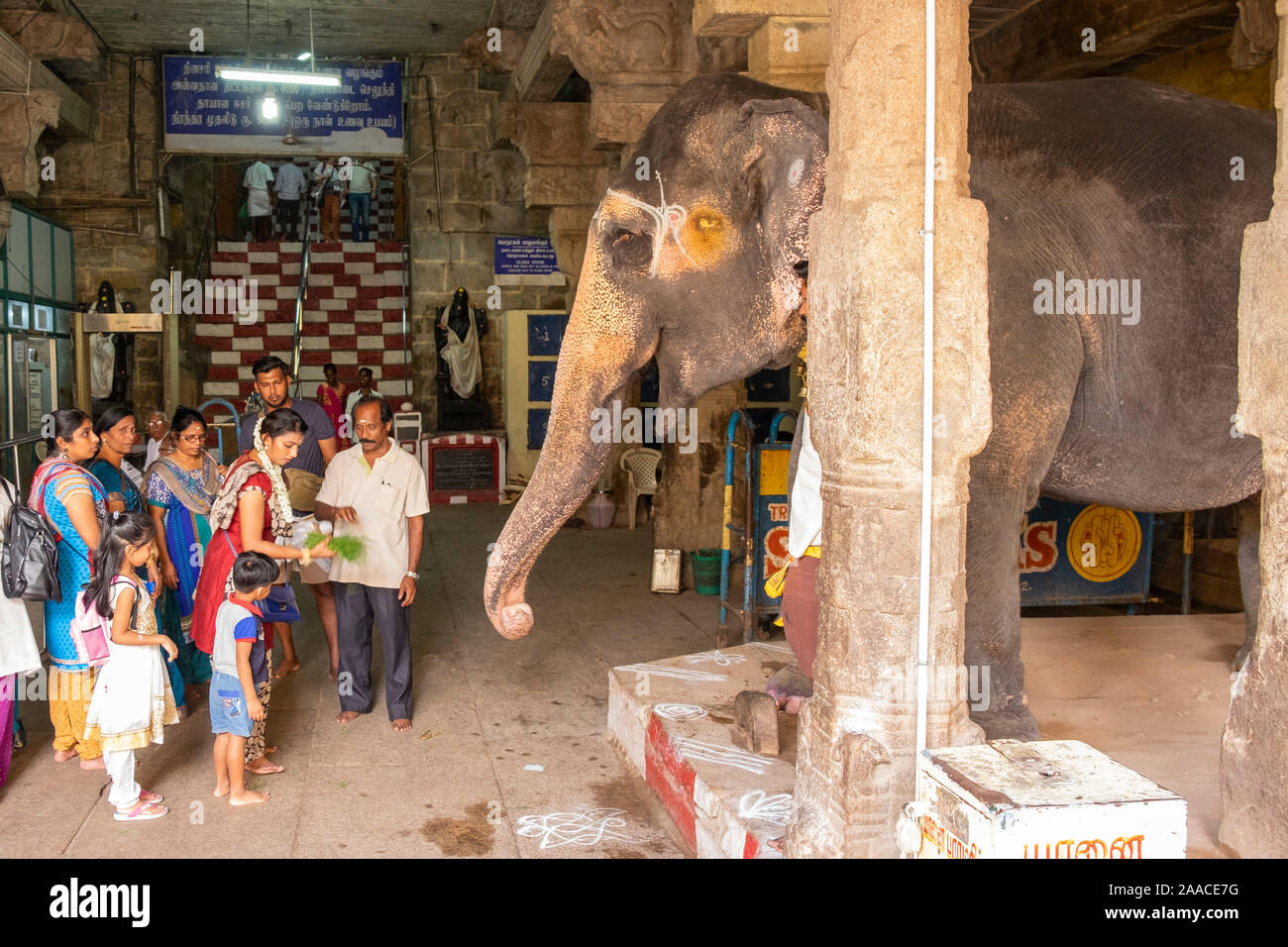 Devotees feeding the elephant inside the Rock Fort Temple in Tiruchirappalli, Tamil Nadu, India. Stock Photo