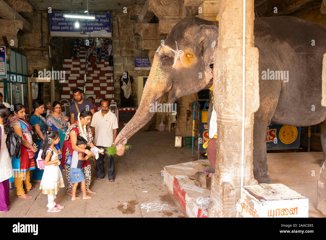 Devotees feeding the elephant inside the Rock Fort Temple in Tiruchirappalli, Tamil Nadu, India. Stock Photo