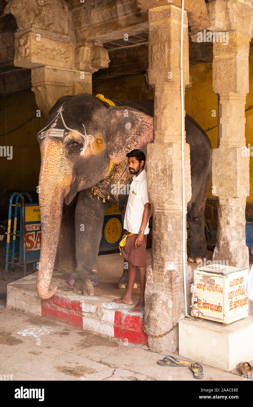 Mahout and elephant inside the Rock Fort Temple in Tiruchirappalli, Tamil Nadu, India. Stock Photo