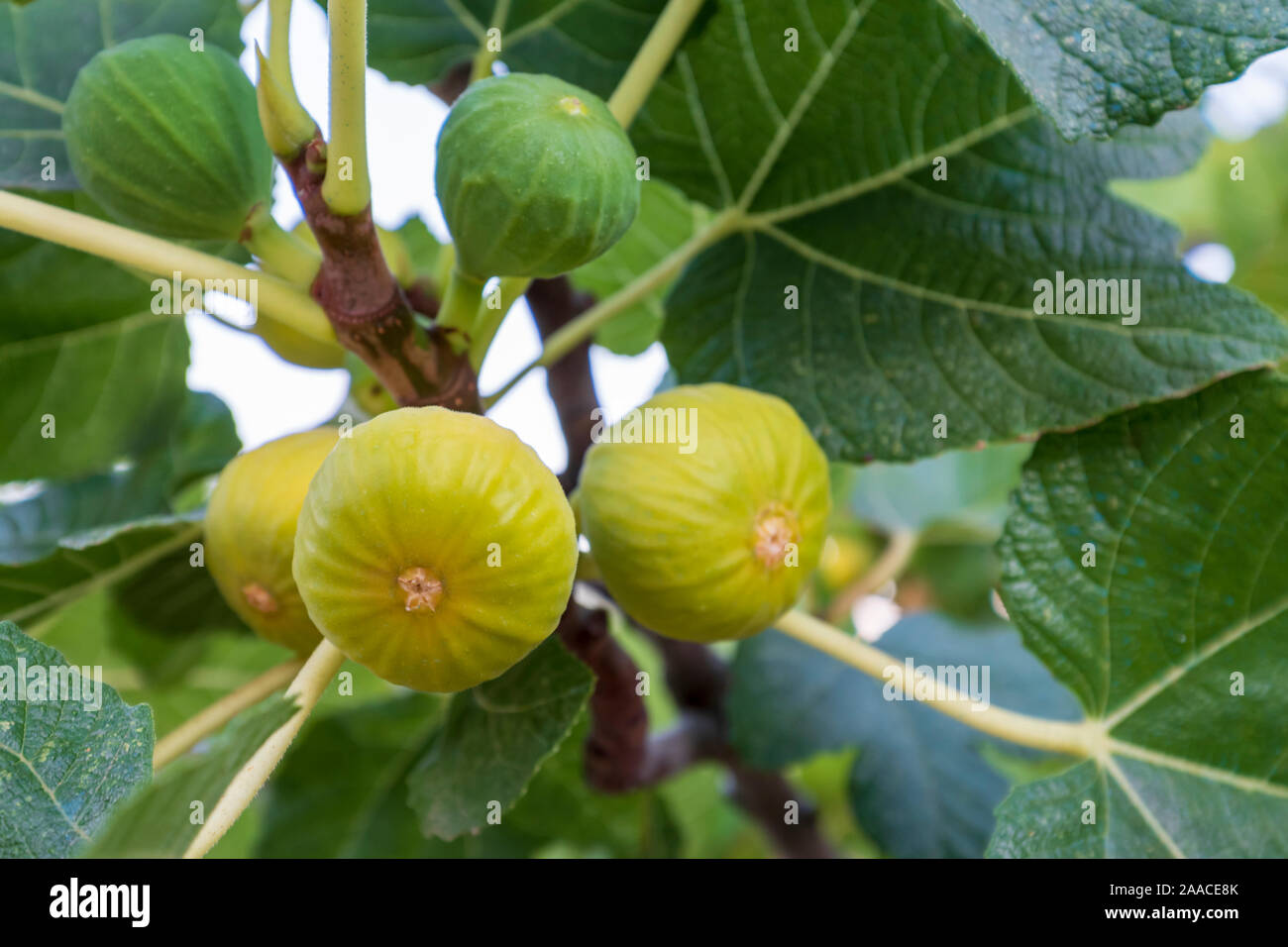 yellow and green figs hang on a branch full of leaves to mature in the sun Stock Photo