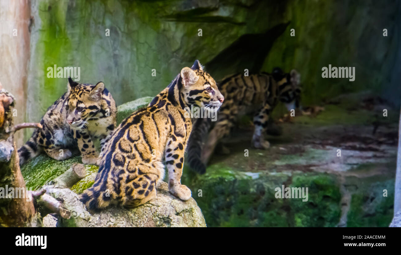 closeup of two mainland clouded leopards sitting together on a rock and one walking in the background, tropical wild cats from the himalayas of Asia Stock Photo