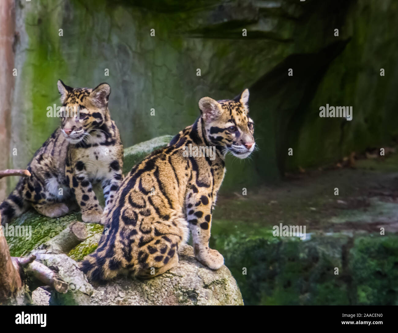 mainland clouded leopard couple sitting together on a rock, tropical wild cat specie from the himalayas of Asia Stock Photo