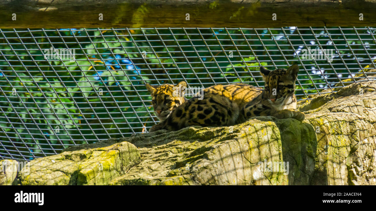 mainland clouded leopard couple sitting together on a rock, Vulnerable animal specie from the himalayas Stock Photo