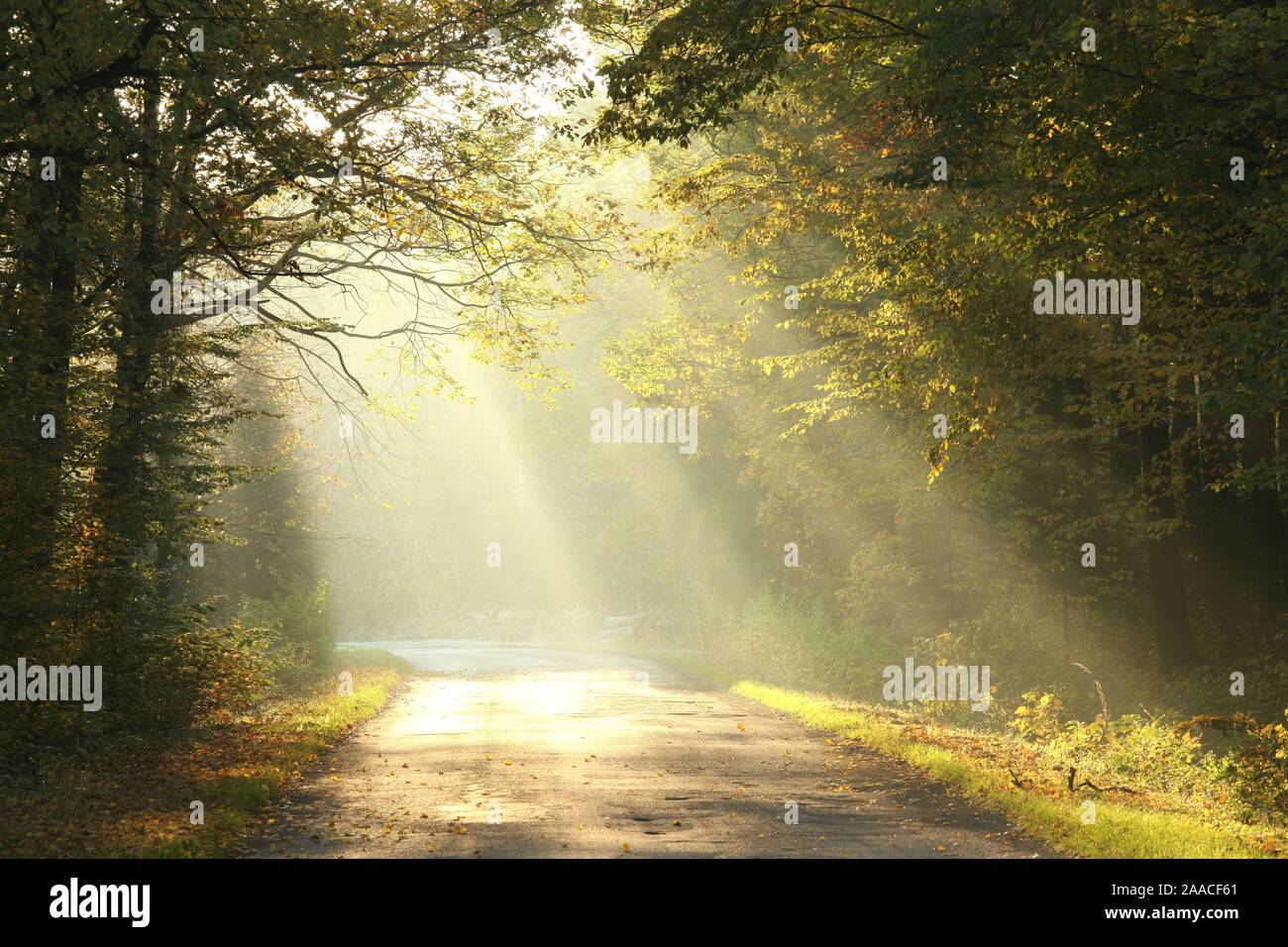 Fog trees and scenic scenery hi-res stock photography and images - Alamy