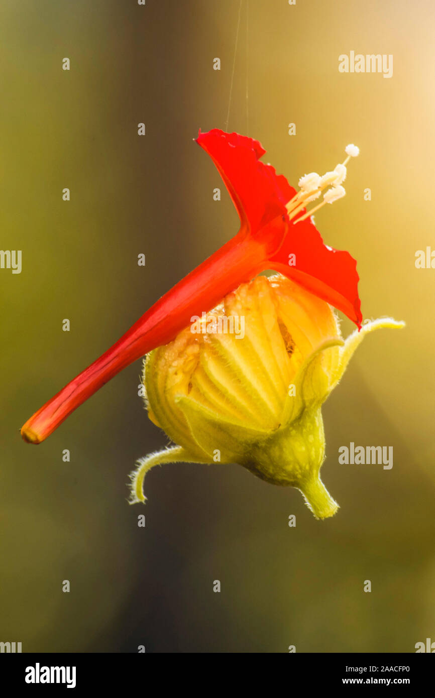red and yellow (luffa) flower hanging from a thread of spiderweb.selective focus. Stock Photo
