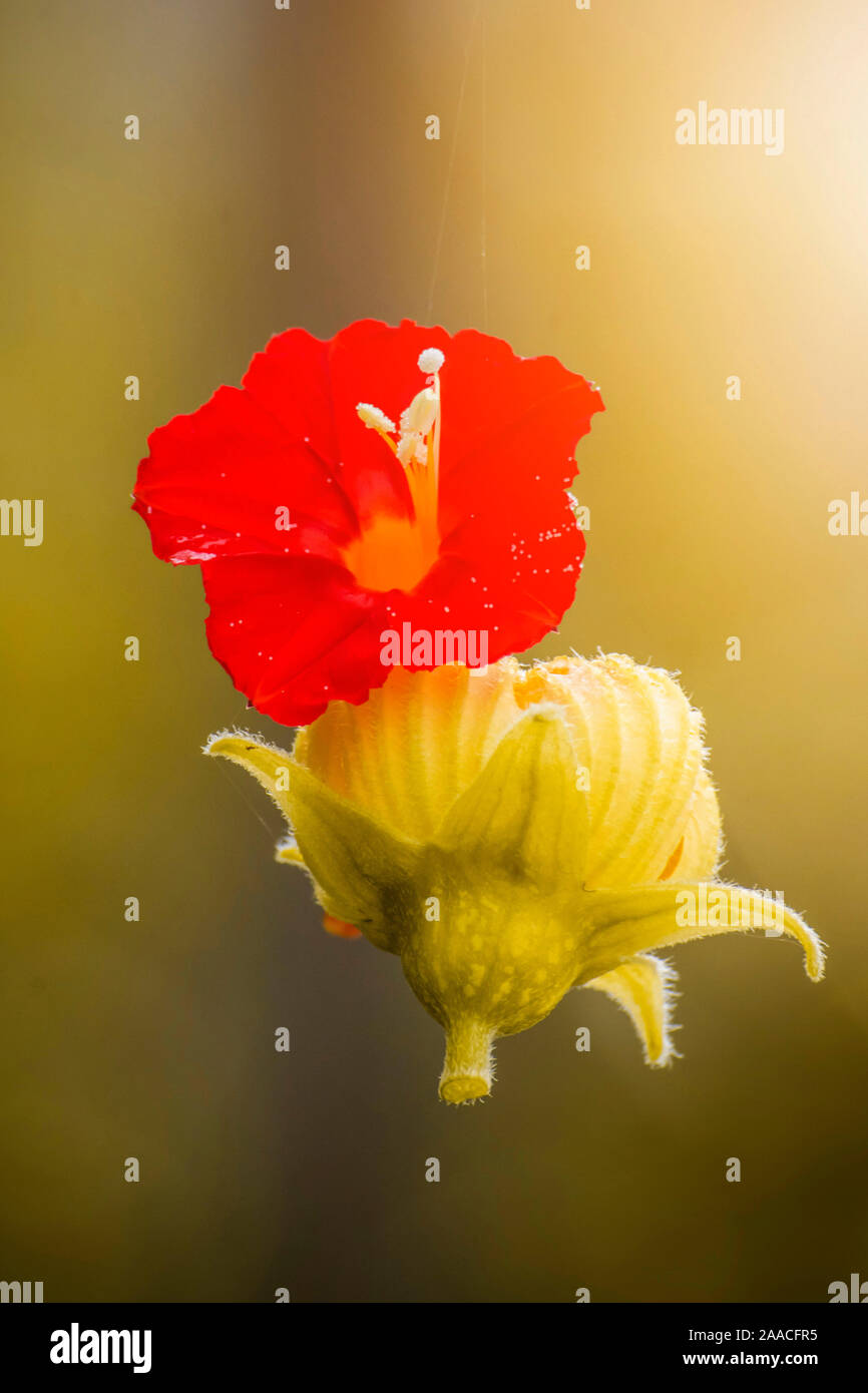 red and yellow (luffa) flower hanging from a thread of spiderweb.selective focus. Stock Photo