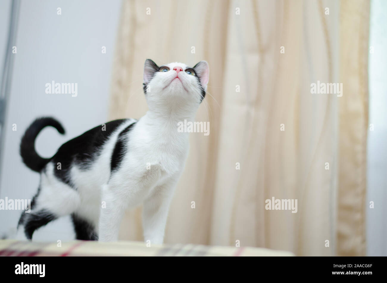 Perfect cat posing Stock Photo