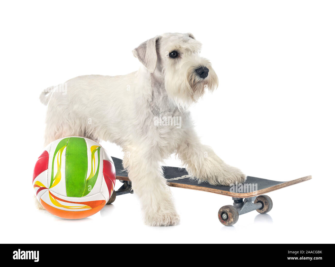 white miniature schnauzer in front of white background Stock Photo - Alamy