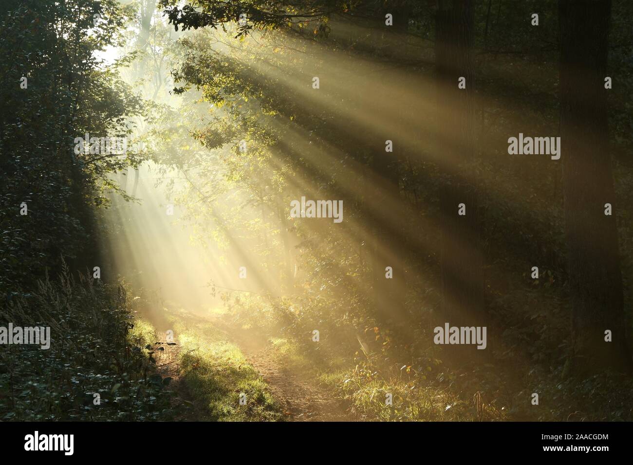Sun rays fall through the oaks into the autumn forest surrounded by ...