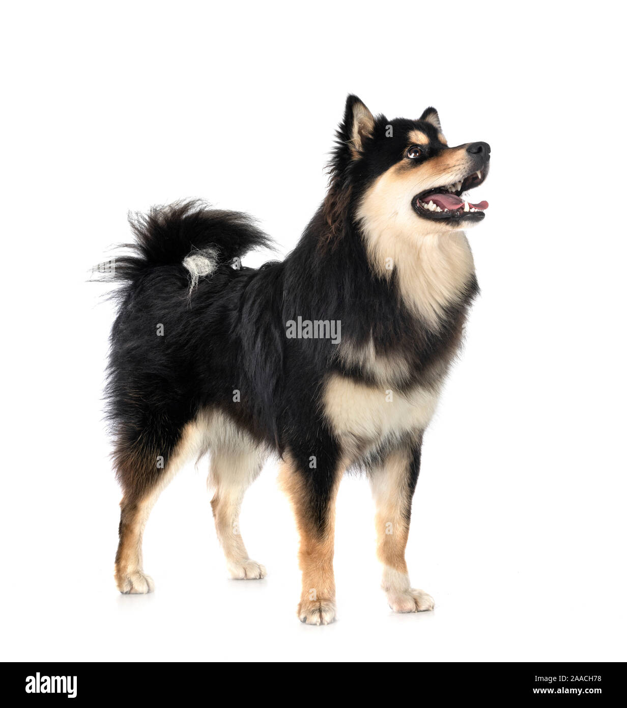 Finnish Lapphund in front of white background Stock Photo - Alamy