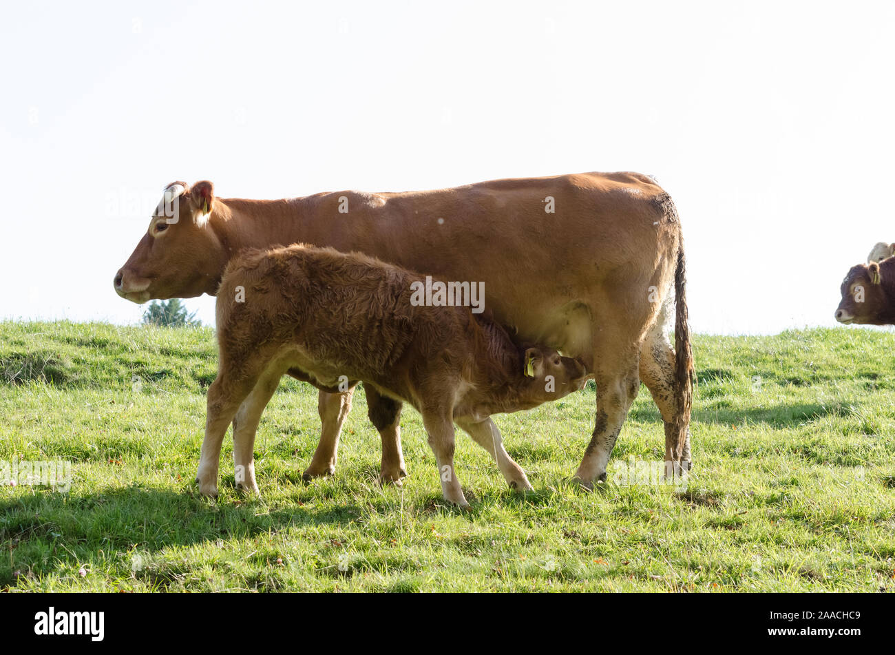 Young calf drinking milk from udder, Domestic cattle livestock, Bos Taurus, near a cattle farm on a pasture in Germany, Western Europe Stock Photo