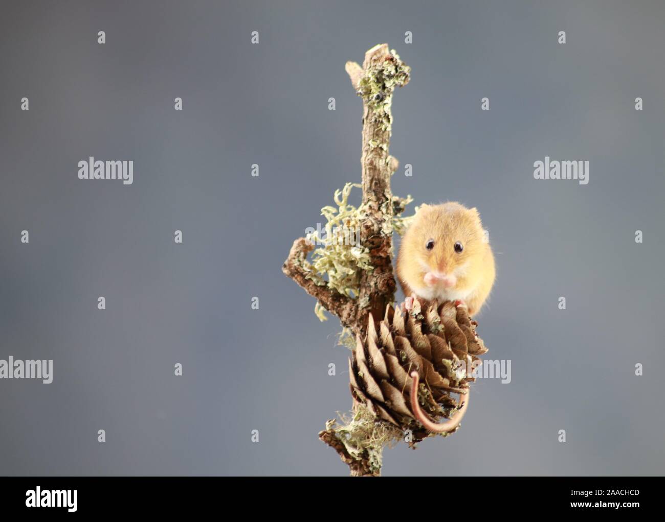 Harvest mouse on acorn Stock Photo Alamy