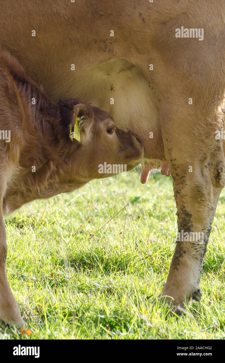 Calf drinking milk udder cow hires stock photography and images Alamy