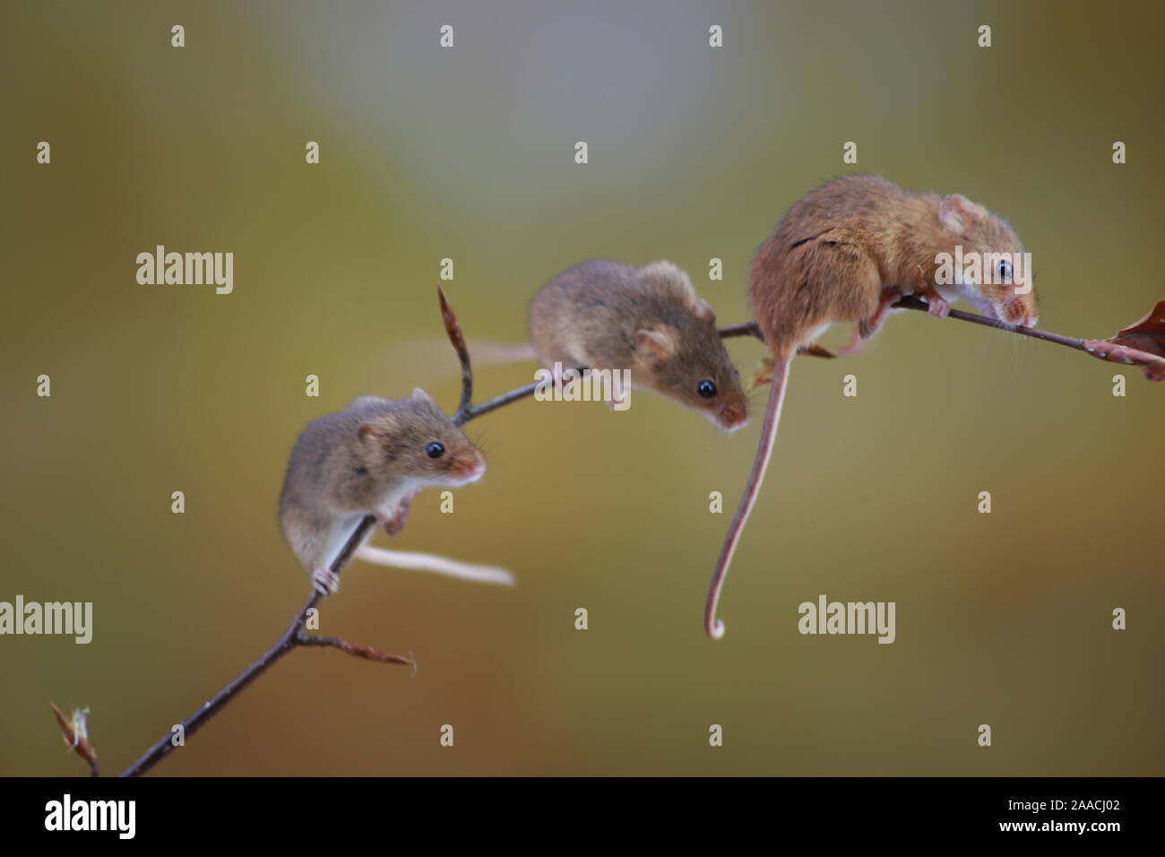Harvest mice climbing on twigs Stock Photo Alamy