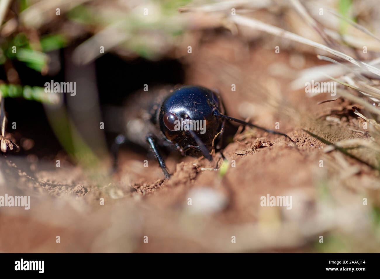 The cricket in the burrow, Velebit mountain, Croatia Stock Photo
