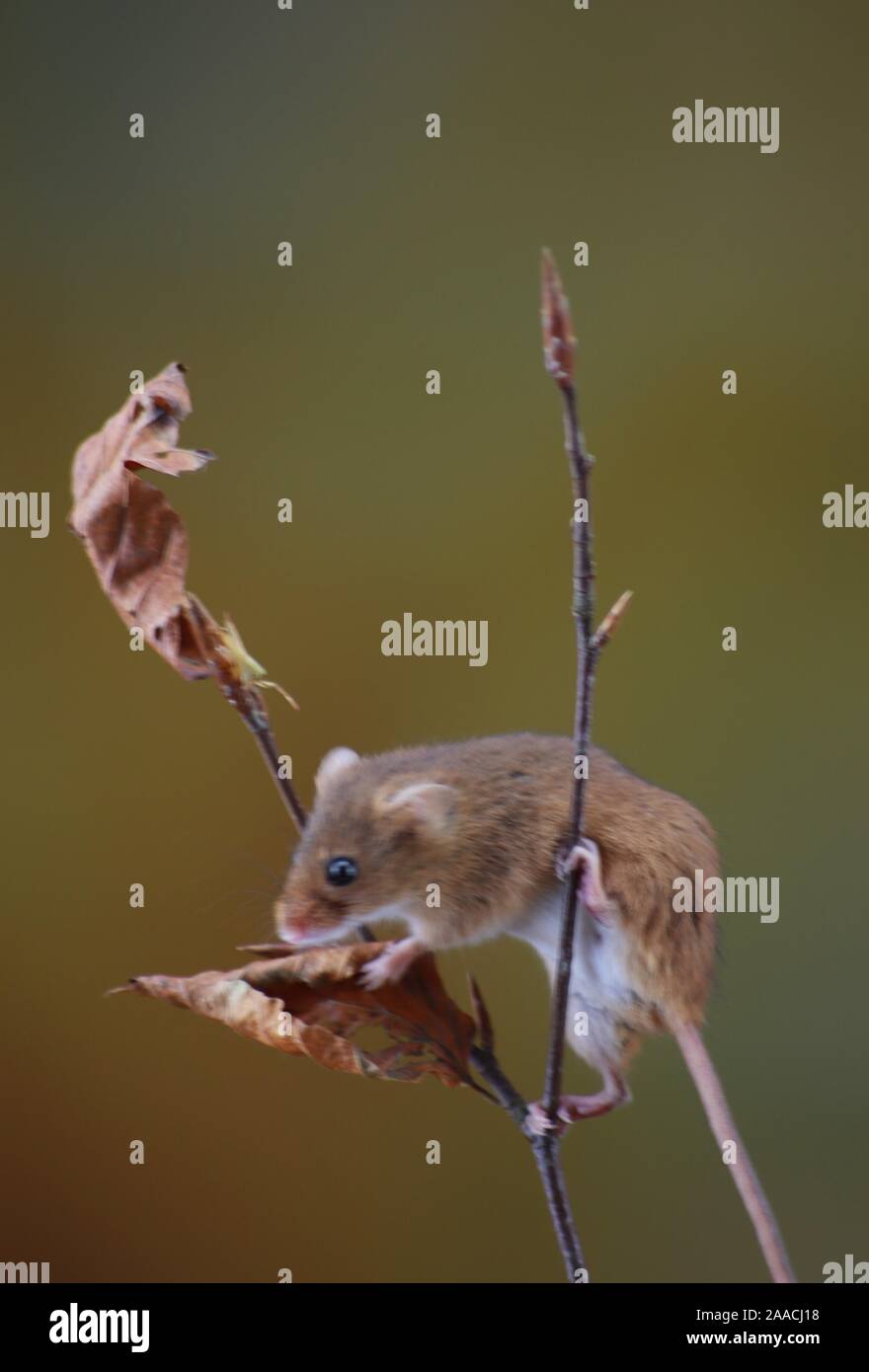 Harvest mice climbing on twigs Stock Photo Alamy