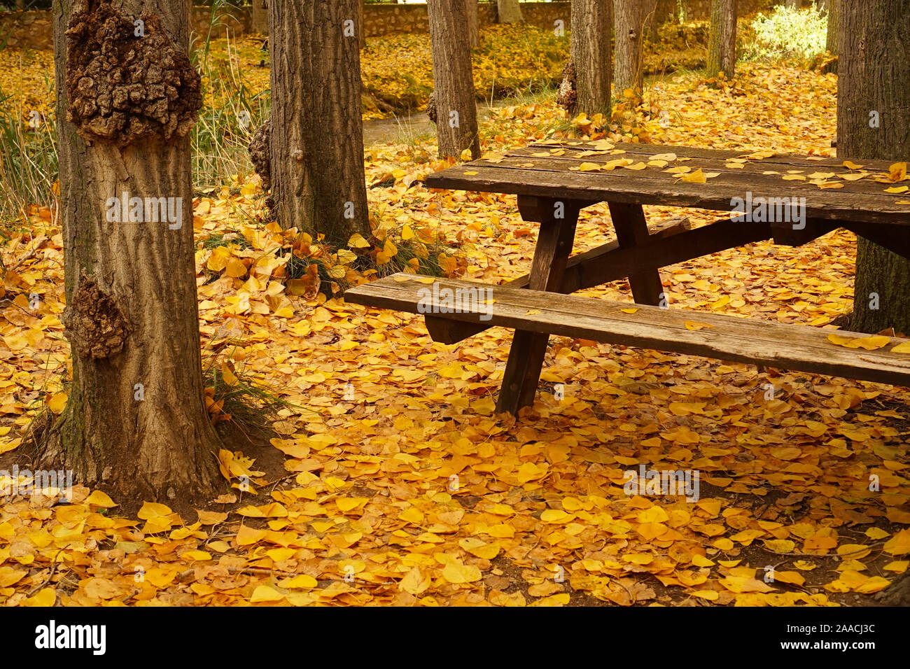 Picnic bench covered in autumnal leaves in the woods Stock Photo