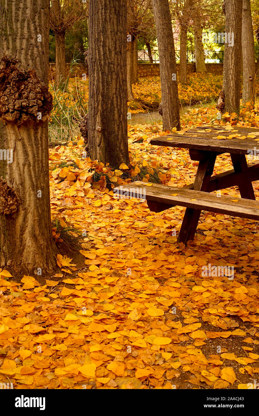 Picnic bench covered in autumnal leaves in the woods Stock Photo