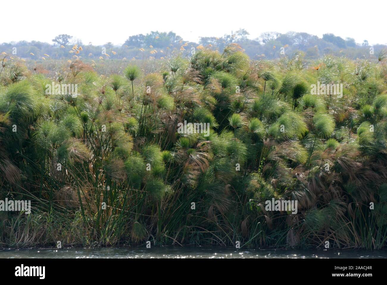 Cyperus papyrus growing on the bank of the Okavango Delta Moremi Game Reserve Botswana Africa Stock Photo