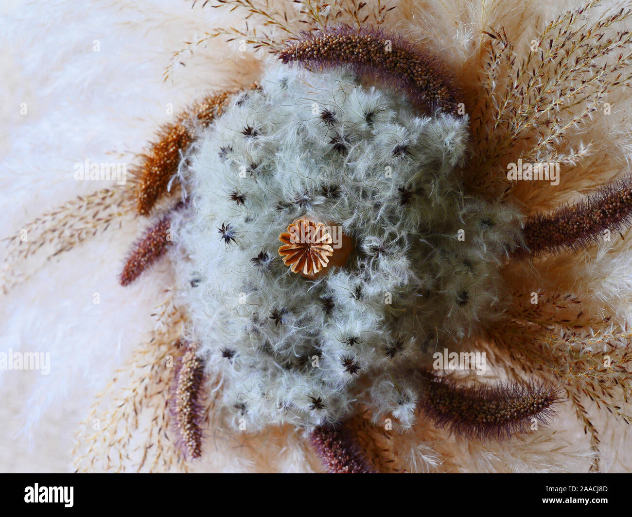 Dried grass flower arrangement Stock Photo Alamy