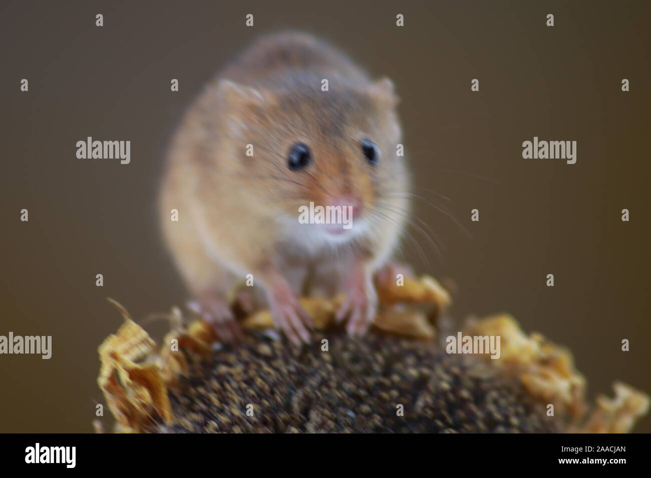 Harvest mouse on sunflower Stock Photo Alamy