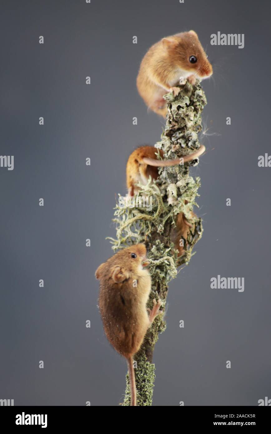 Harvest mouse on ivy plant Stock Photo Alamy