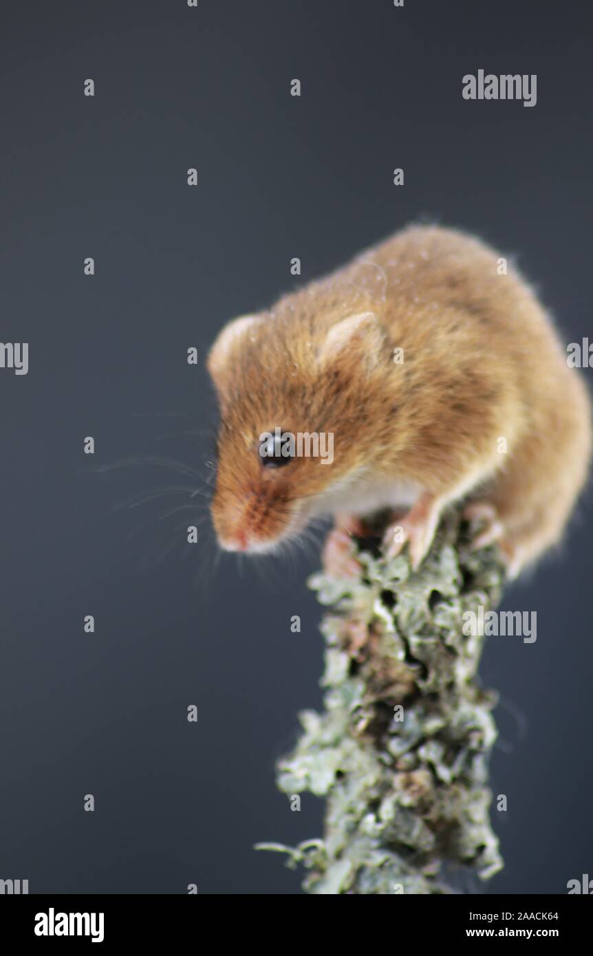 Harvest mouse on ivy plant Stock Photo Alamy