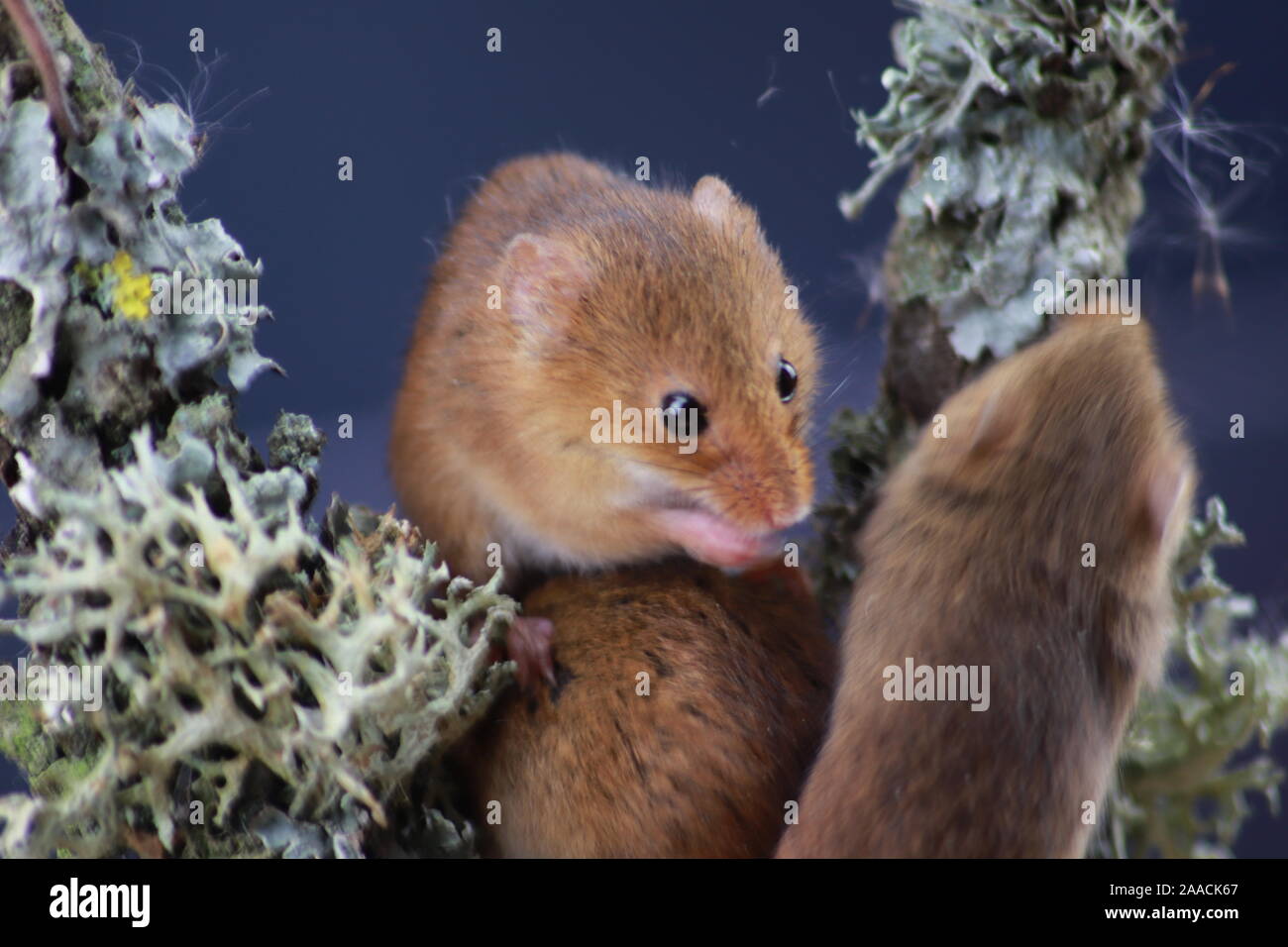 Harvest mouse on ivy plant Stock Photo Alamy