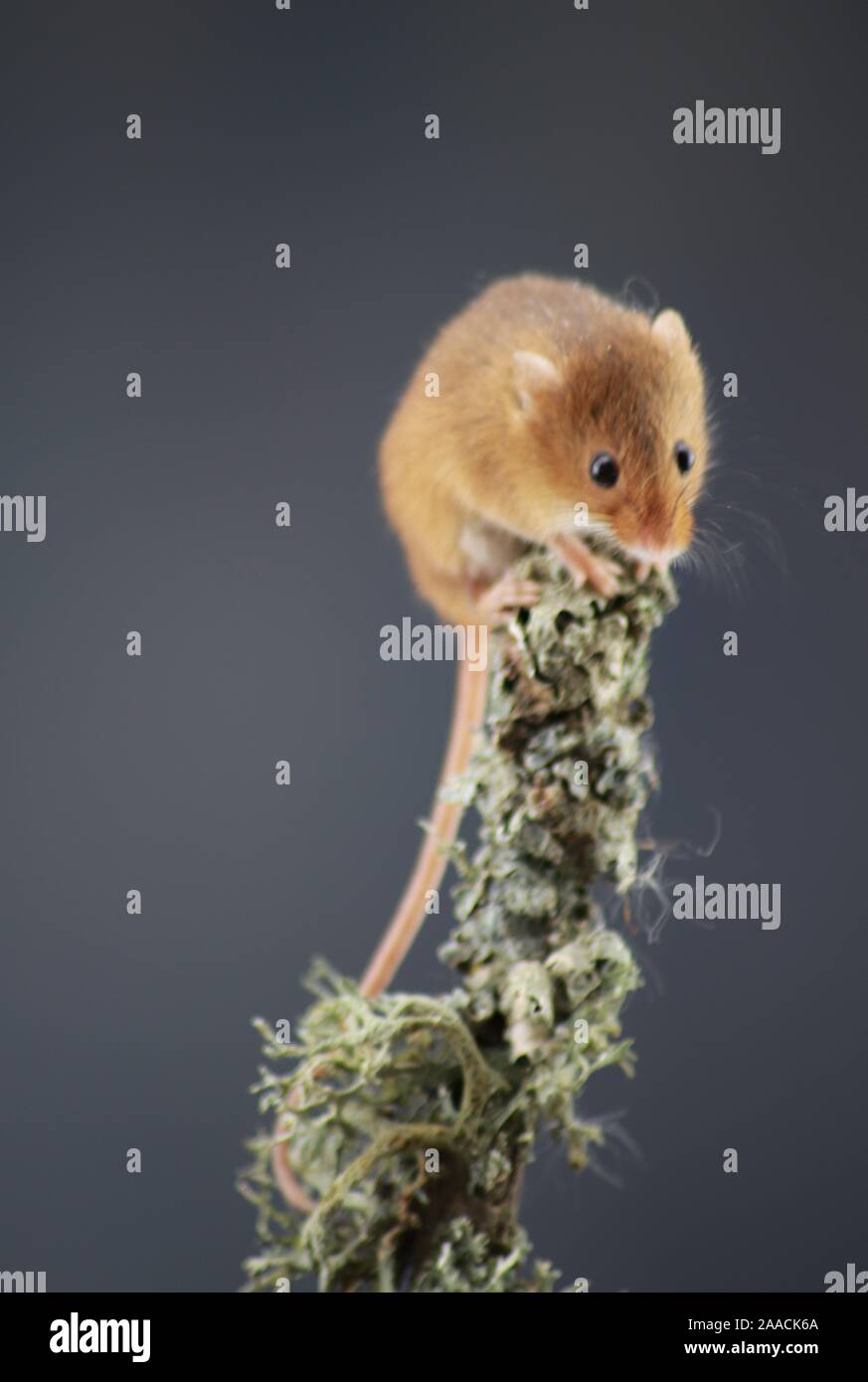 Harvest mouse on ivy plant Stock Photo Alamy
