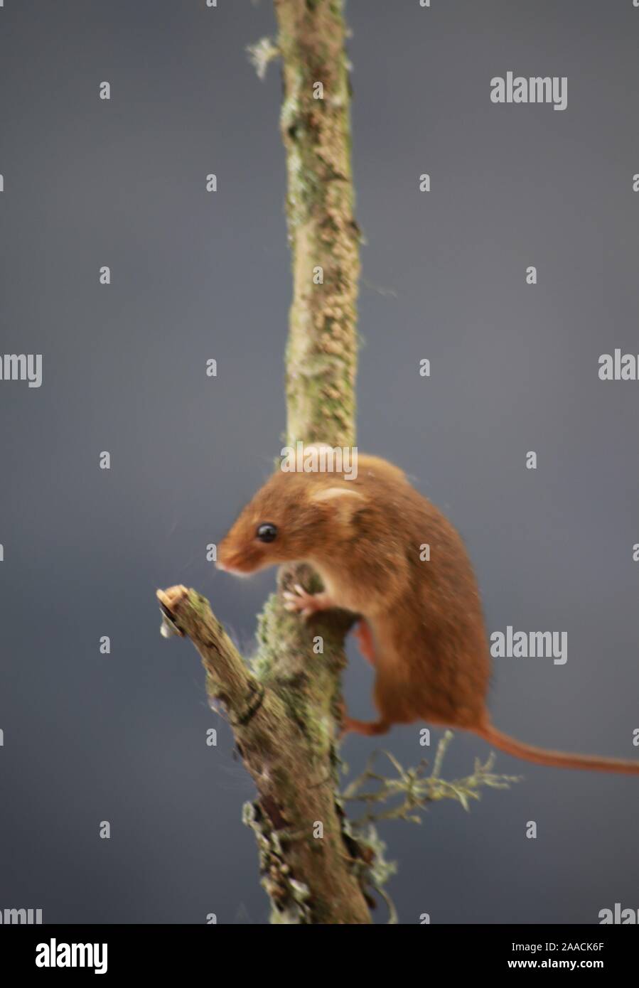 Harvest mouse on ivy plant Stock Photo Alamy