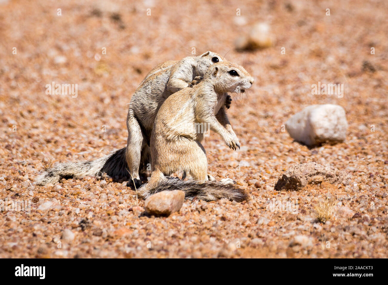 Two ground squirrels showing 'tenderness', Namibia, Africa Stock Photo