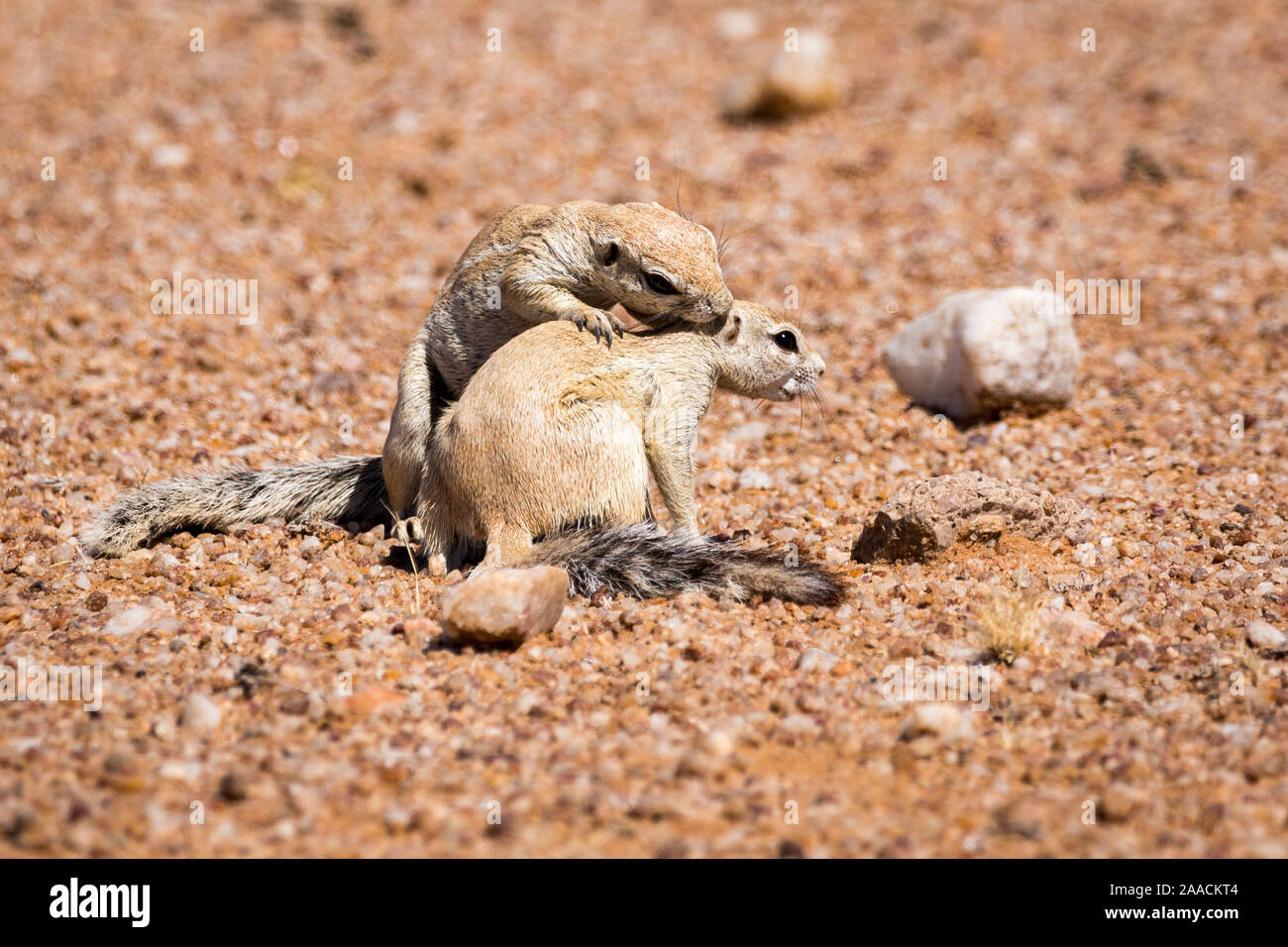 Two ground squirrels showing 'tenderness', Namibia, Africa Stock Photo
