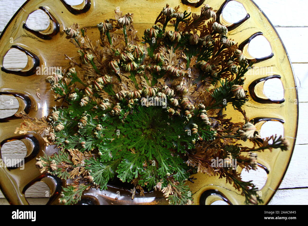 The picture shows the rose of Jericho Stock Photo Alamy