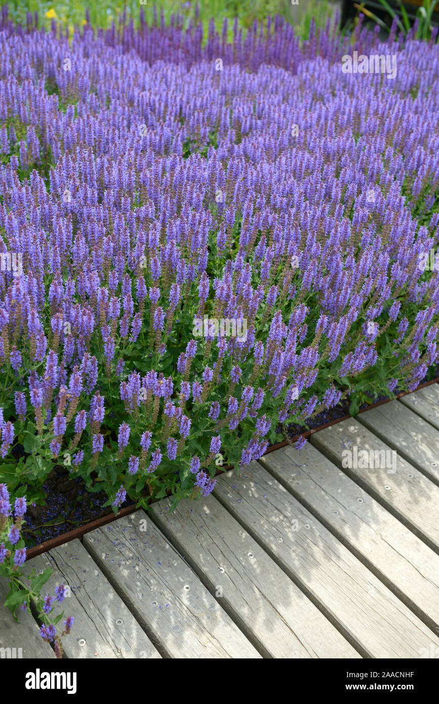 Salbei (Salvia nemorosa 'Blauhügel') Stock Photo