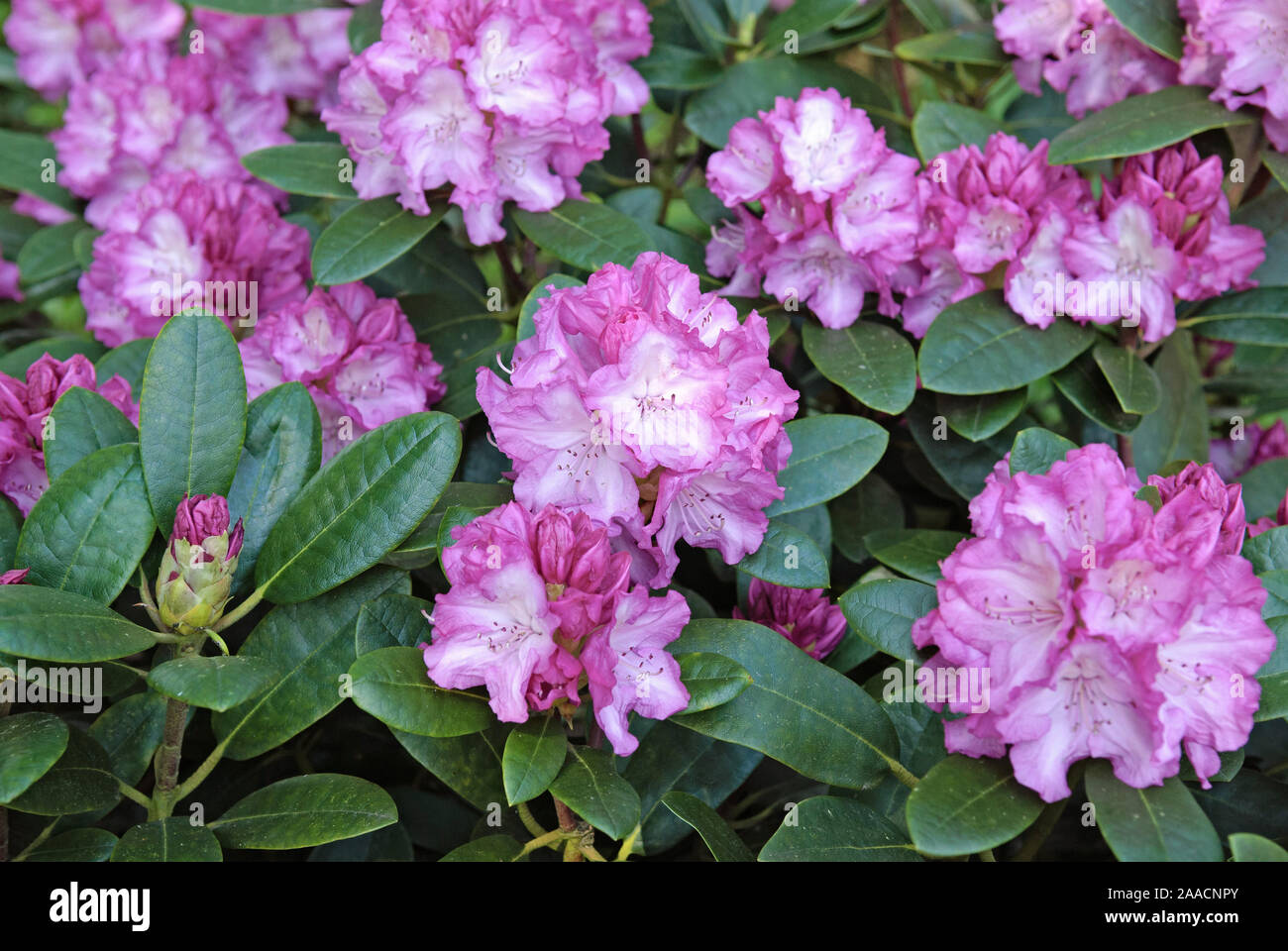 Yakushima Rhododendron Rhododendron Blurettia Stock Photo Alamy