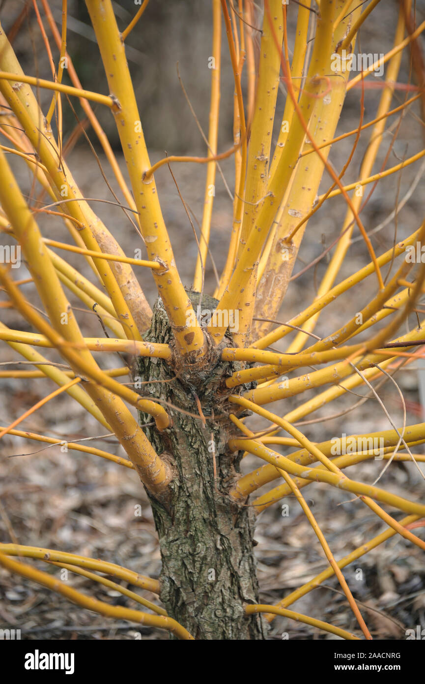 Silber-Weide (Salix alba 'Chermesina') Stock Photo