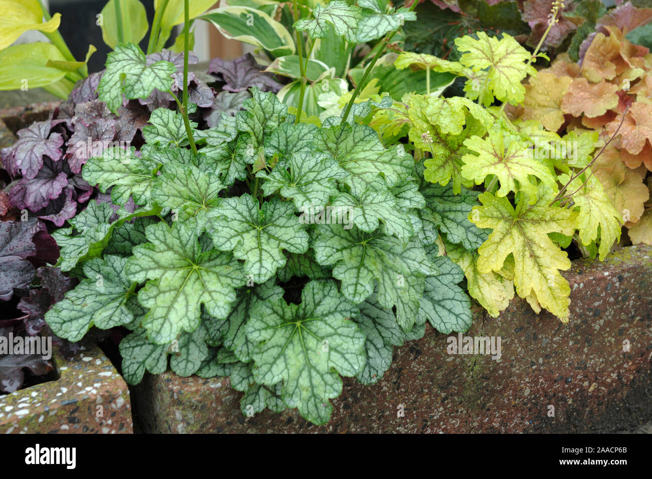 Purpurglˆckchen (Heuchera 'Green Spice'),  (◊ Heucherella 'Alabama Sunrise') Stock Photo