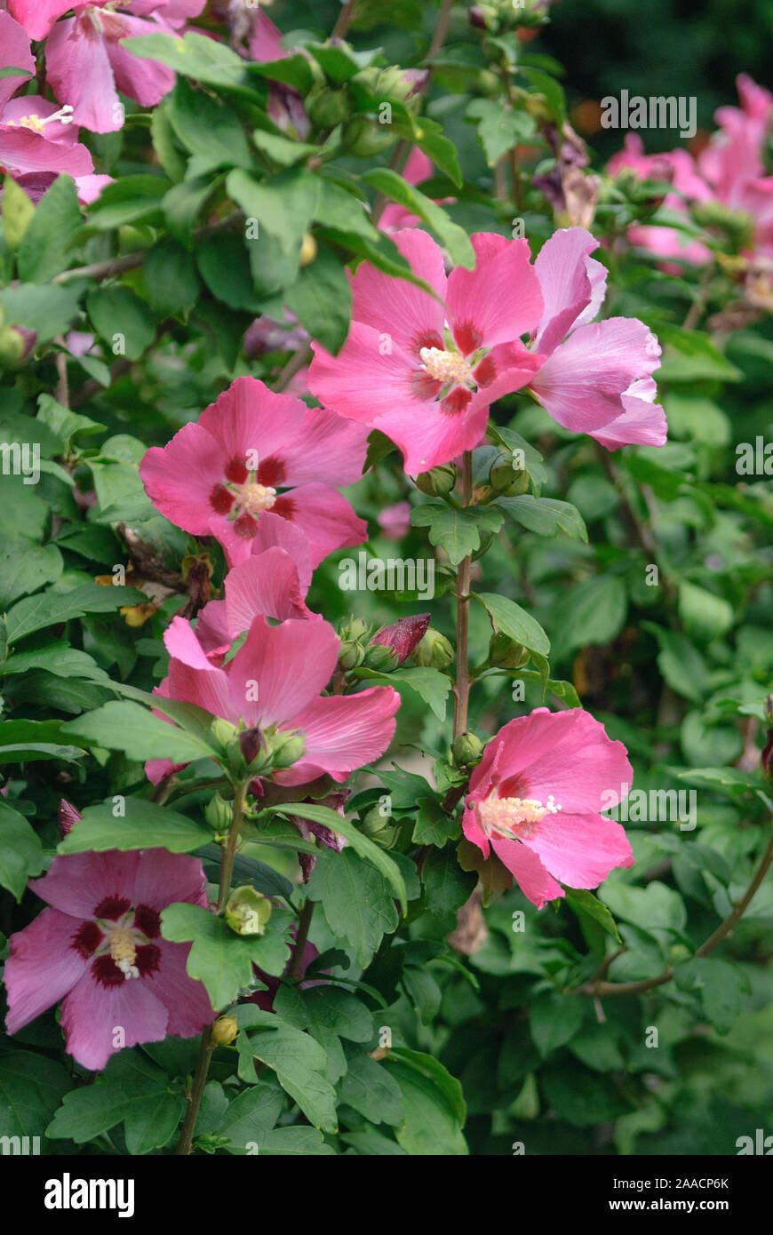 GartenEibisch (Hibiscus syriacus 'Woodbridge' Stock Photo Alamy
