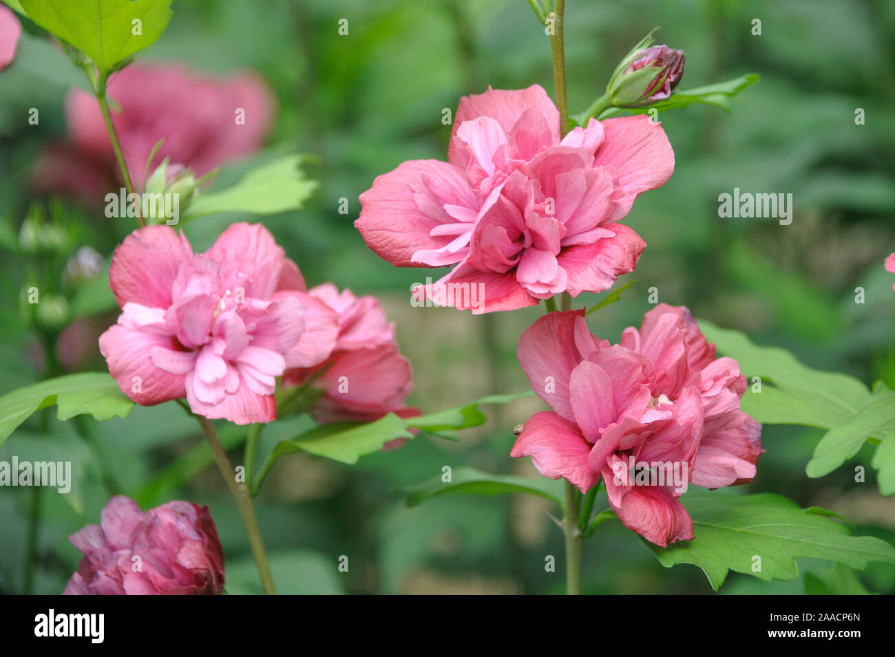 GartenEibisch (Hibiscus syriacus 'Freedom' Stock Photo Alamy
