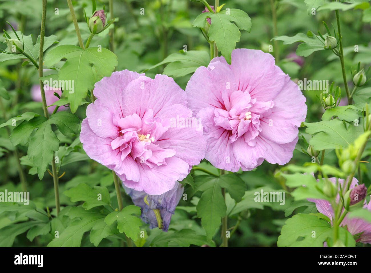 Garten Eibisch Hibiscus Syriacus Lavender Chiffon Stock Photo