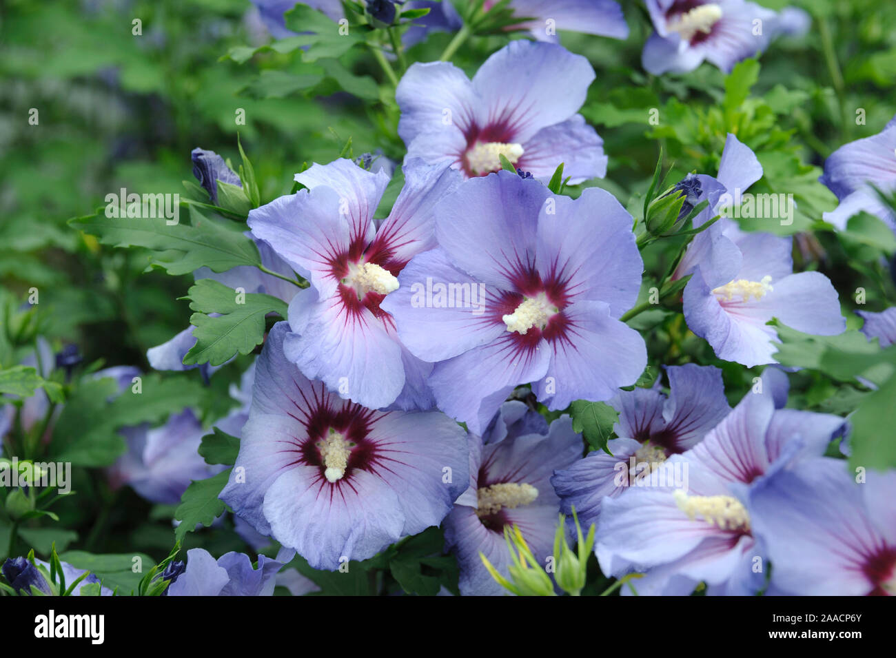 Garten Eibisch Hibiscus Syriacus Marina Stock Photo 333424419