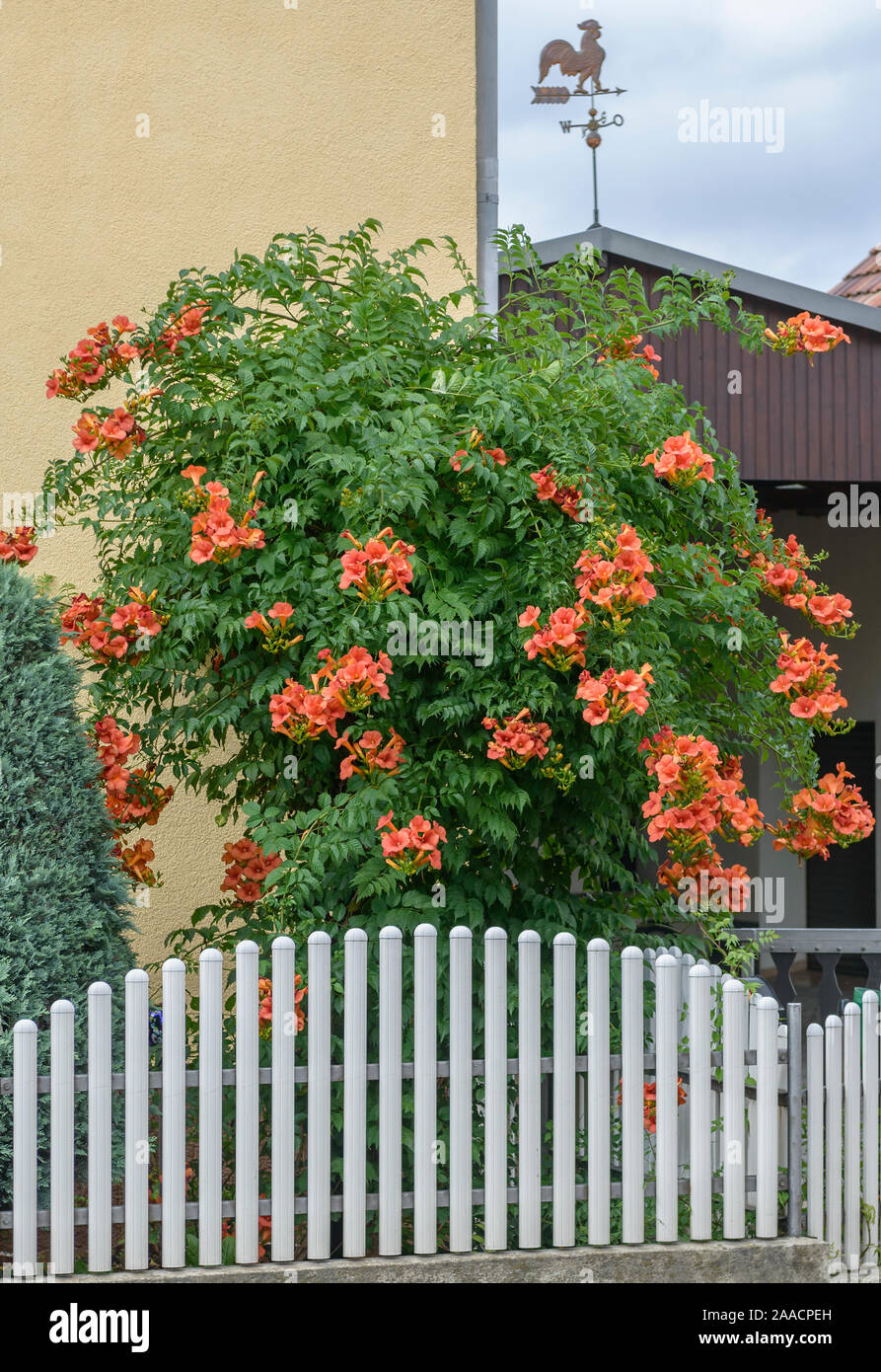 Hybrid-Trompetenwinde (Campsis × tagliabuana 'Mme Galen') Stock Photo