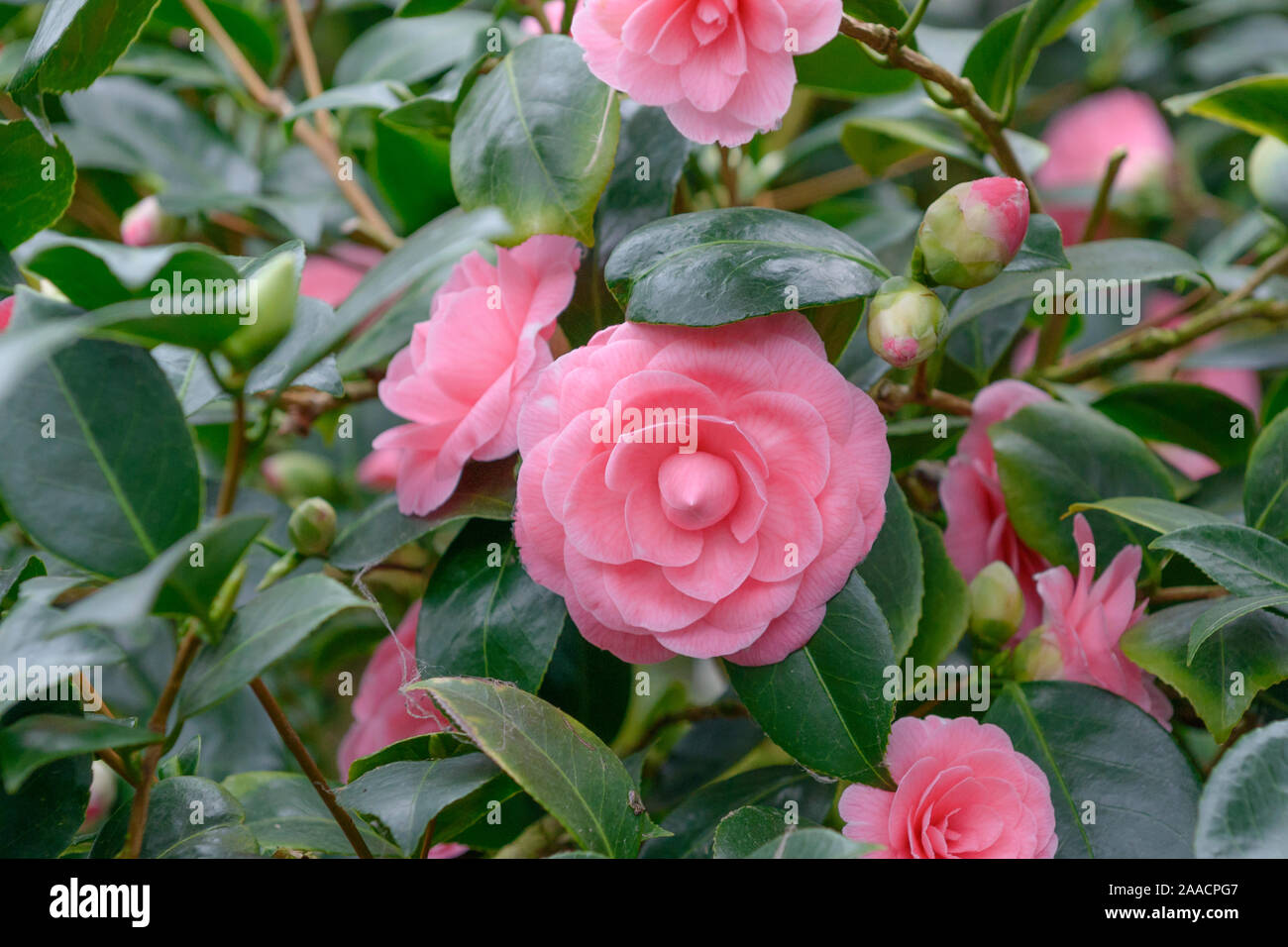 Kamelie (Camellia japonica 'Saccoi') Stock Photo